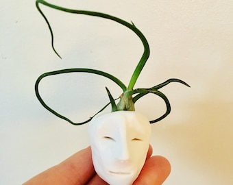 Old Man Pot Heads w/ airplant