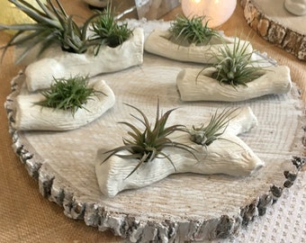 Large Log w/ air plant