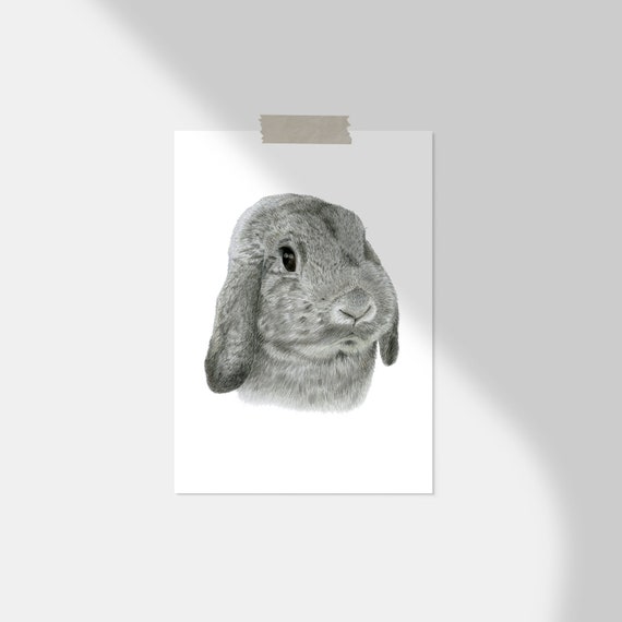 Lapin Nain Belier Gris Chinchilla Portrait Dessin Peinture Etsy Israel Lapin Nain Belier Gris Chinchilla Portrait Dessin Peinture Etsy Israel