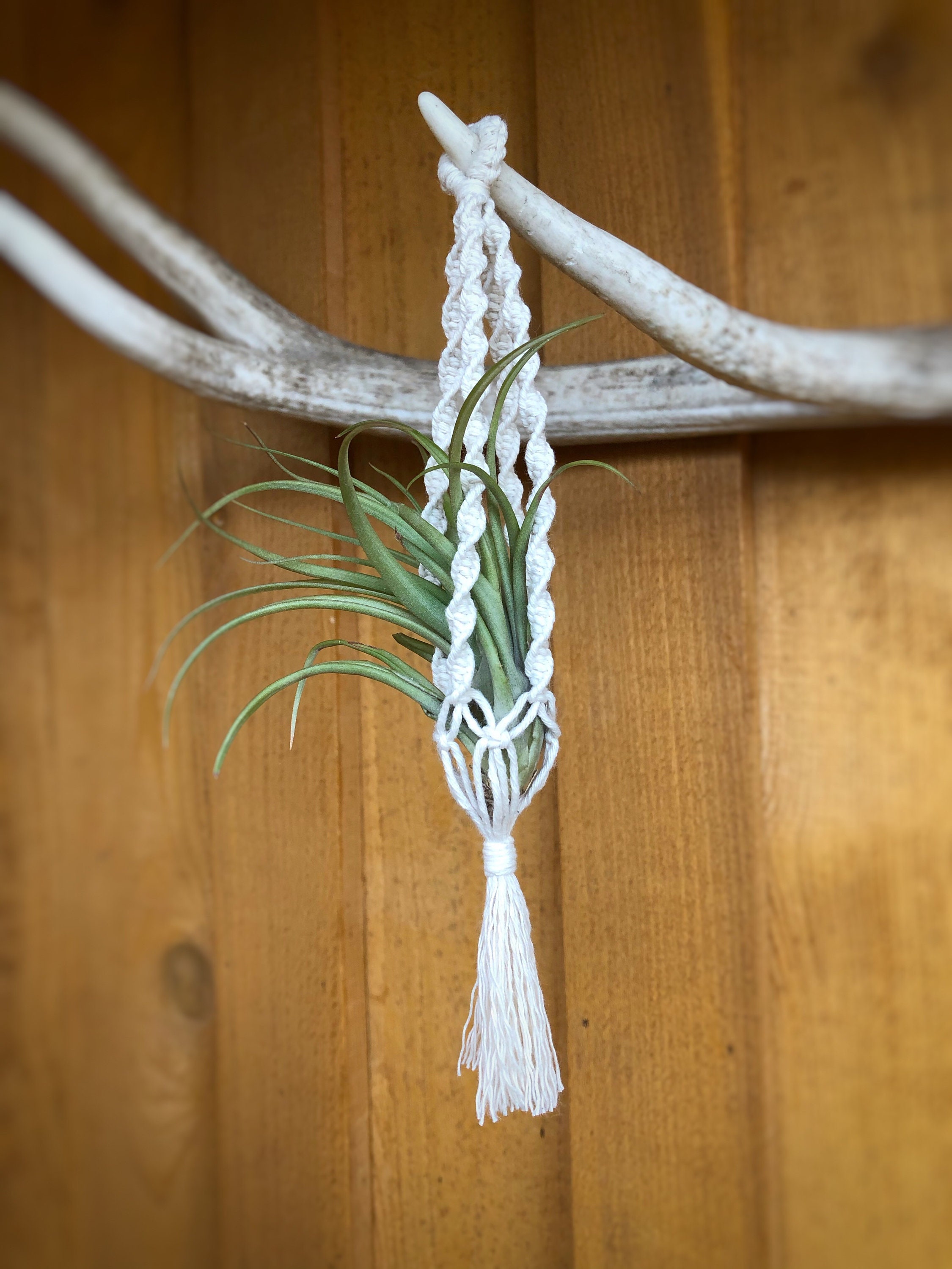 Air plant holder for wall mini macrame plant hanger gift