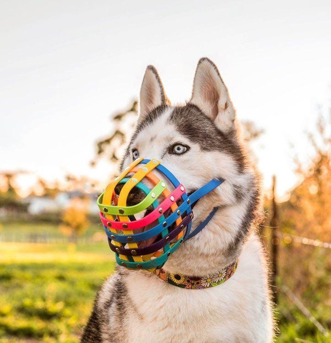 10 Best Dog Toys to Keep Your Puppy Busy, by Pets Lounge UAE, Apr, 2023, Medium