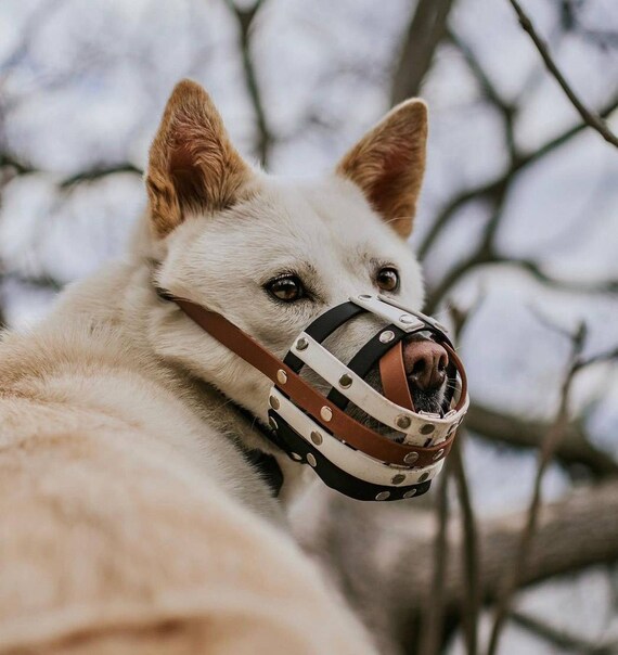 Museruola per cani in biothane -  Italia