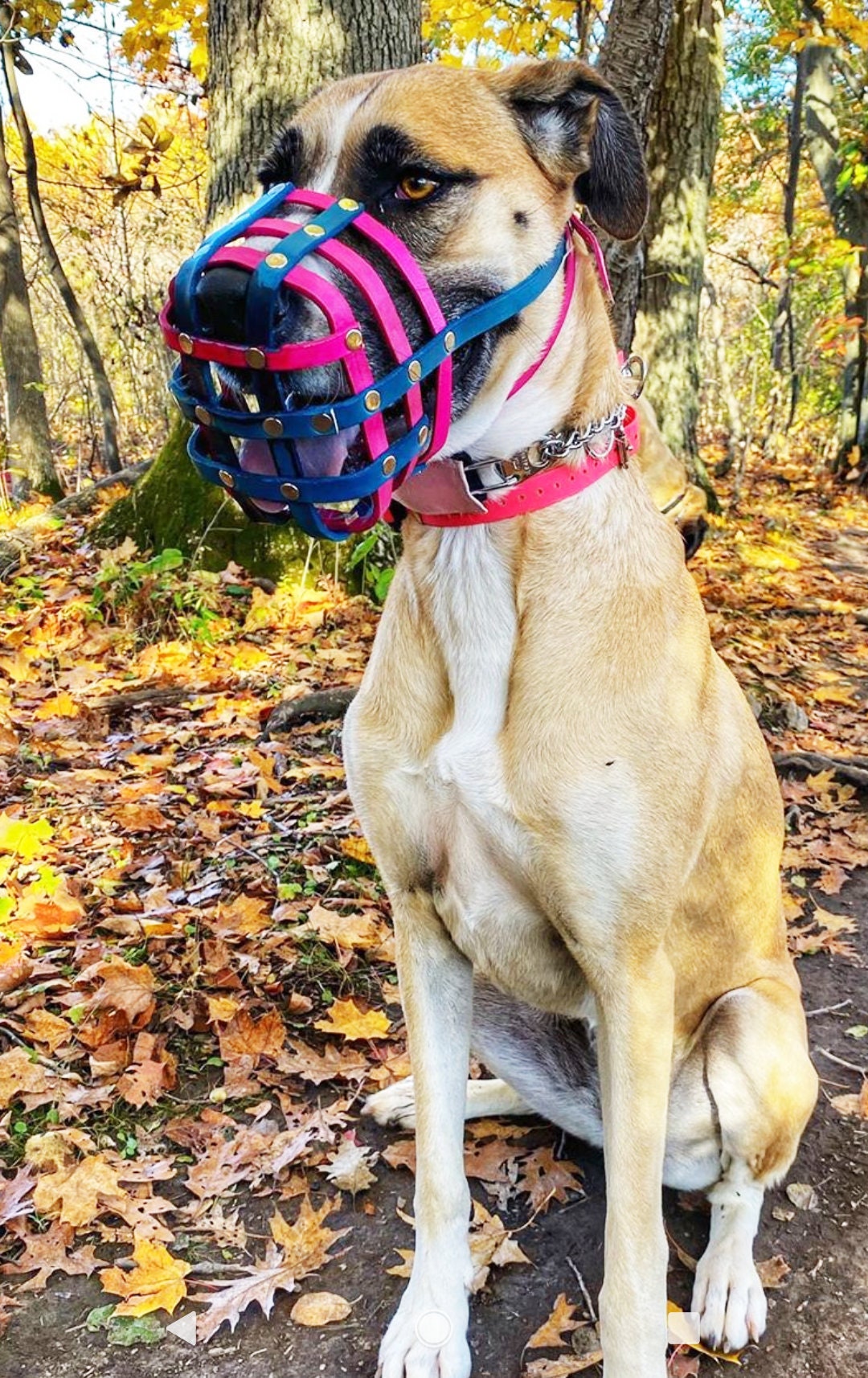 Leather Basket Dog Muzzle Adjustable Extra Small to Extra Large Handmade  Training Level One 