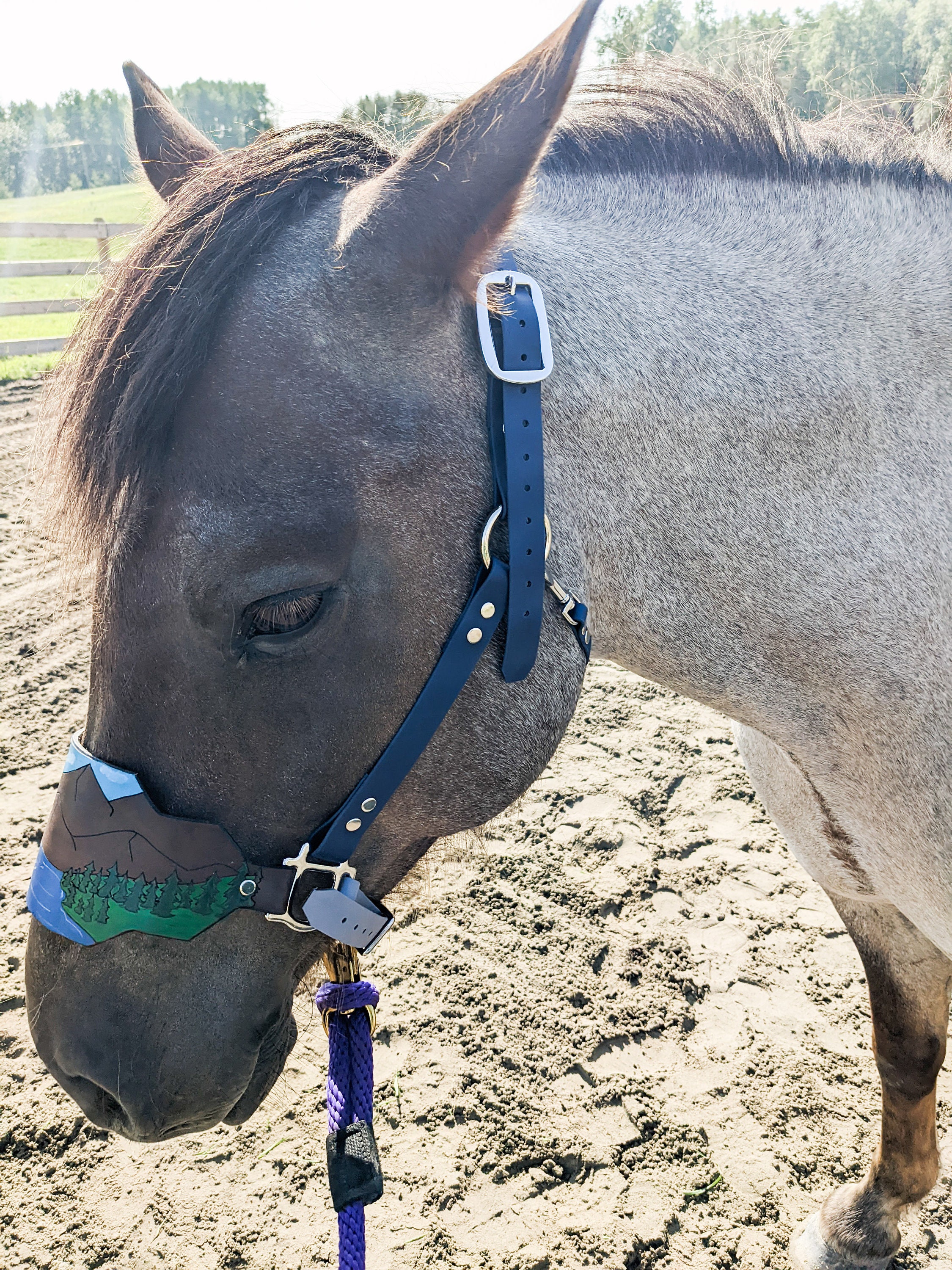 Biothane Horse Halter With Leather Mountainnose Band - Custom Halter ...