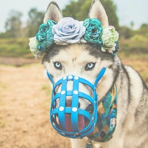 May include: A Siberian Husky with striking blue eyes wearing a blue floral crown and a blue muzzle. The dog has a black and white coat and a patterned scarf. The background is blurred, suggesting an outdoor setting.