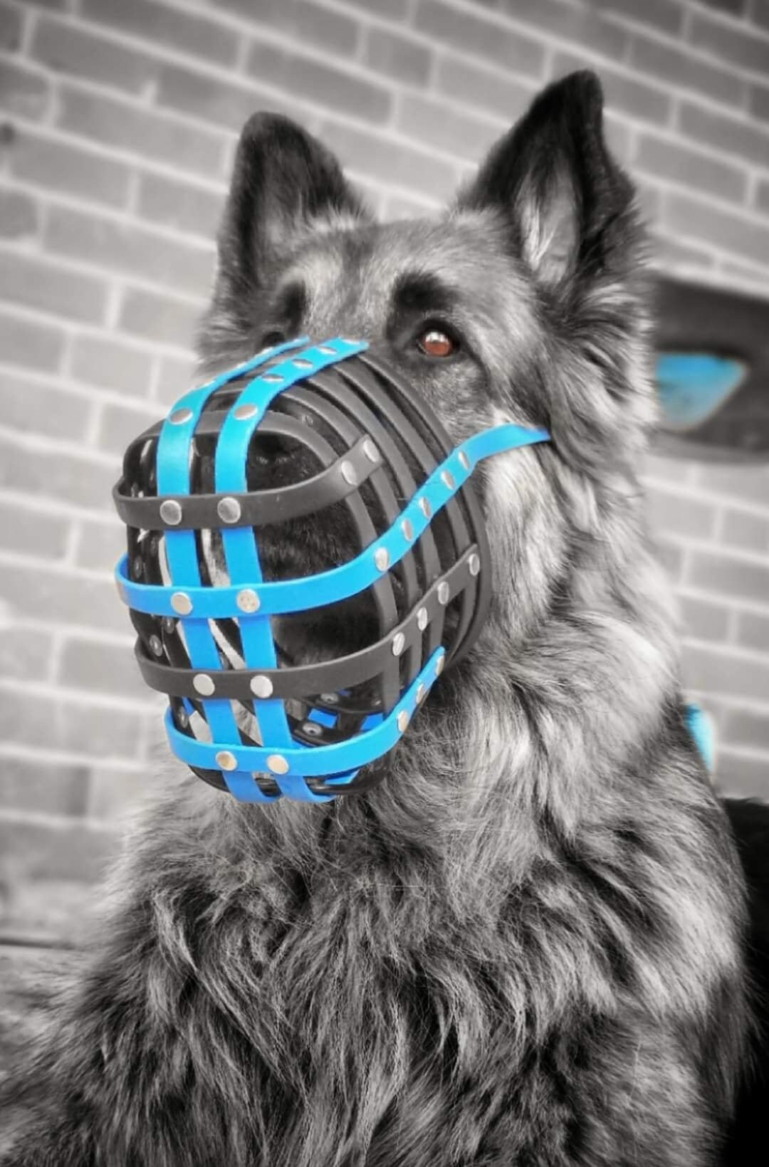 Biothane muzzle store