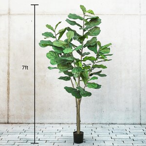 May include: An artificial fiddle leaf fig tree, approximately 213cm tall, in a black pot. The tree features large, green leaves and a brown trunk. The background is white and grey.