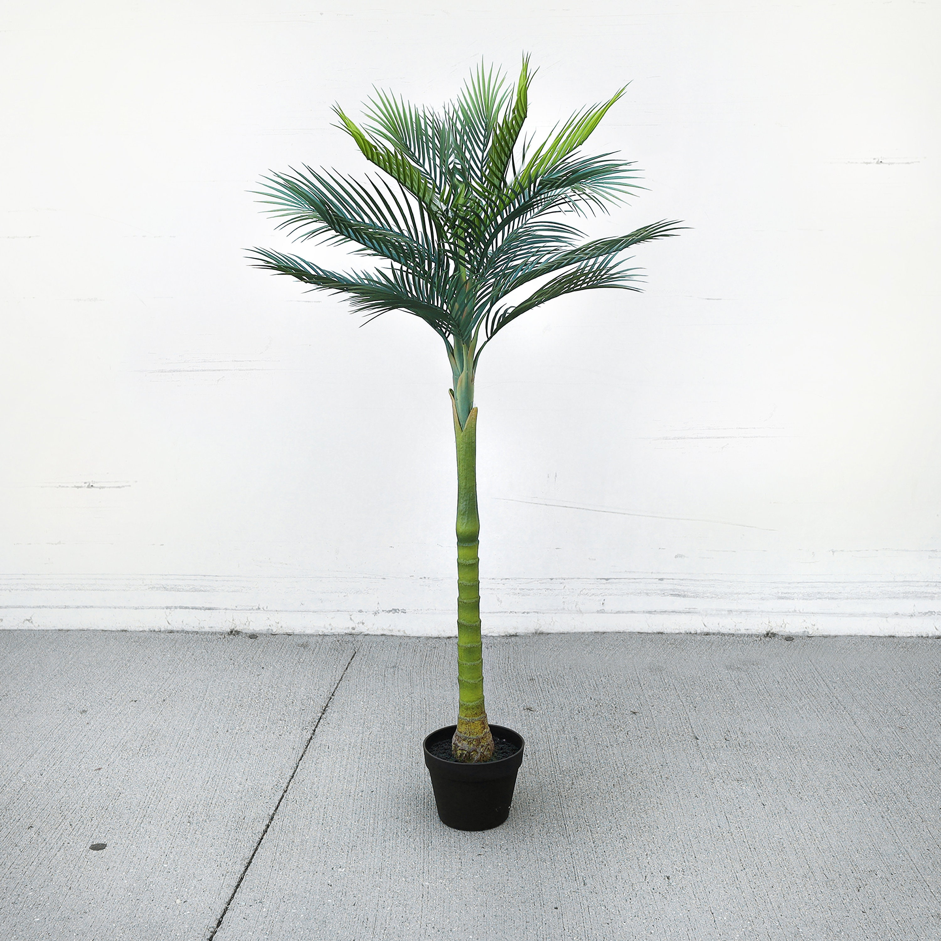 69686 philodendron care Philodendron Code 69686  oramicin
