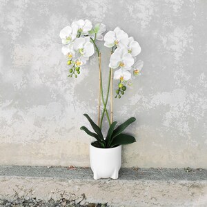 May include: White orchid plant in a white ceramic pot with a textured surface. The plant has two stems with multiple white orchid flowers and green leaves.
