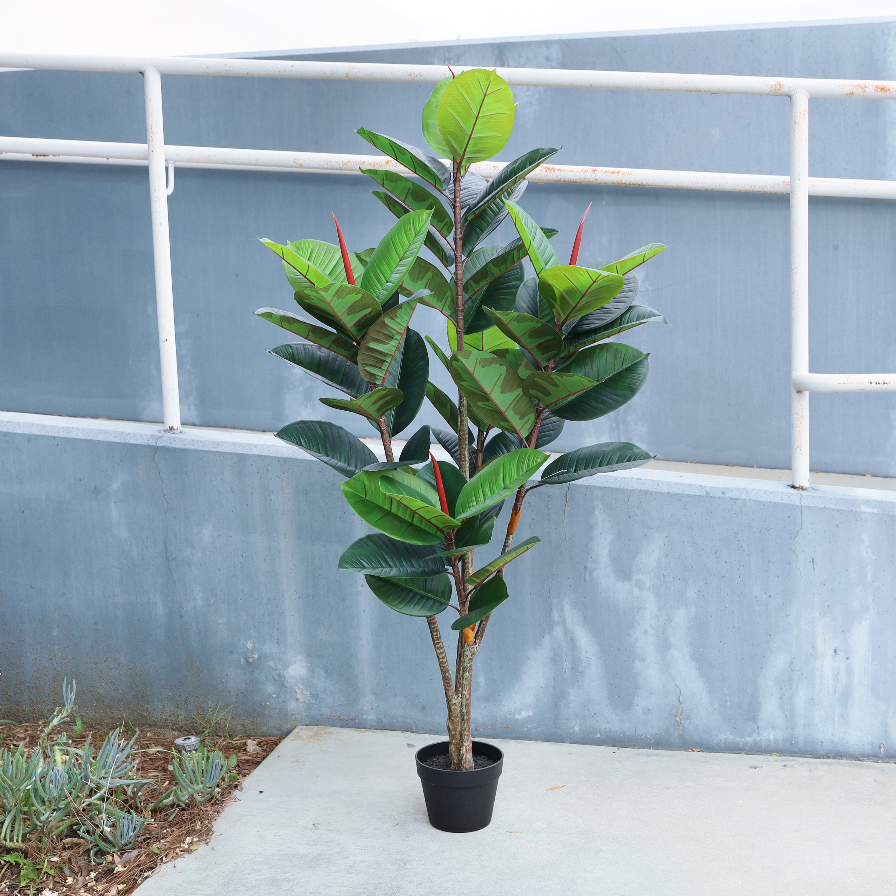 philodendron atabapoense variegated Philodendron Atabapoense Variegated #3  R&R
