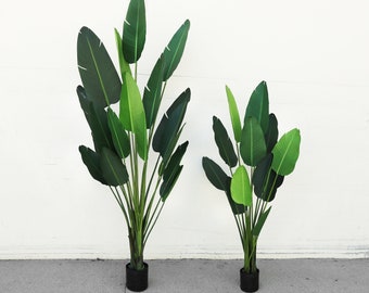 May include: Two artificial Bird of Paradise plants with large, green leaves. The taller plant is 8.5 feet tall, and the shorter plant is 6 feet tall. Both plants are in black pots, set against a white wall.