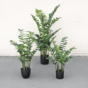 May include: Three potted ZZ plants in black pots. The plants are different sizes, with the largest plant in the center and the smallest plant on the right.