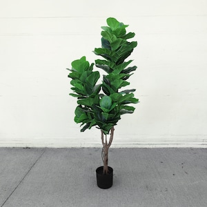 May include: A large artificial fiddle leaf fig tree in a black pot. The tree has multiple stems and many green leaves.