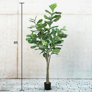 May include: An artificial fiddle leaf fig tree, approximately 244cm tall, in a black pot. The tree features multiple branches with large, green leaves. The trunk is light brown, and the pot is round.