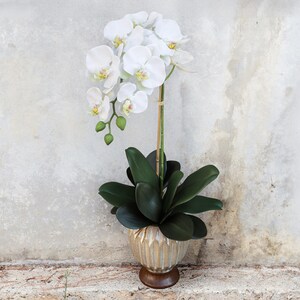 May include: A white orchid plant in a gold and brown decorative pot. The orchid has multiple white blooms with yellow and pink centers, dark green leaves, and a light brown stem. The pot has a textured, ridged design.