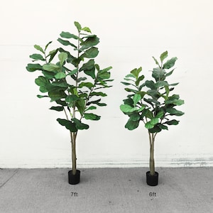 May include: Two artificial fiddle leaf fig trees in black pots. The taller tree is 7 feet tall and the shorter tree is 6 feet tall.