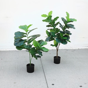 May include: Two potted fiddle leaf fig plants with green leaves and black pots. The plants are on a gray concrete surface.