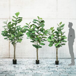 May include: Three artificial Fiddle Leaf Fig trees of varying heights. The tallest is 244 cm, the middle is 213 cm, and the shortest is 183 cm. Each tree has a brown trunk, green leaves, and sits in a black pot.