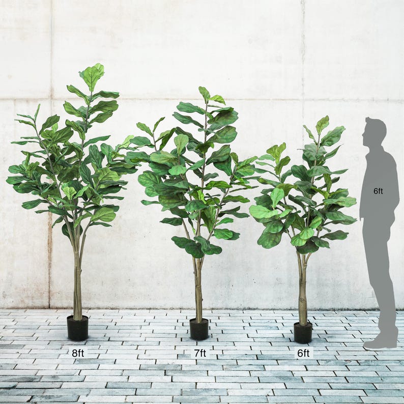 May include: Three artificial Fiddle Leaf Fig trees of varying heights. The tallest is 244 cm, the middle is 213 cm, and the shortest is 183 cm. Each tree has a brown trunk, green leaves, and sits in a black pot.