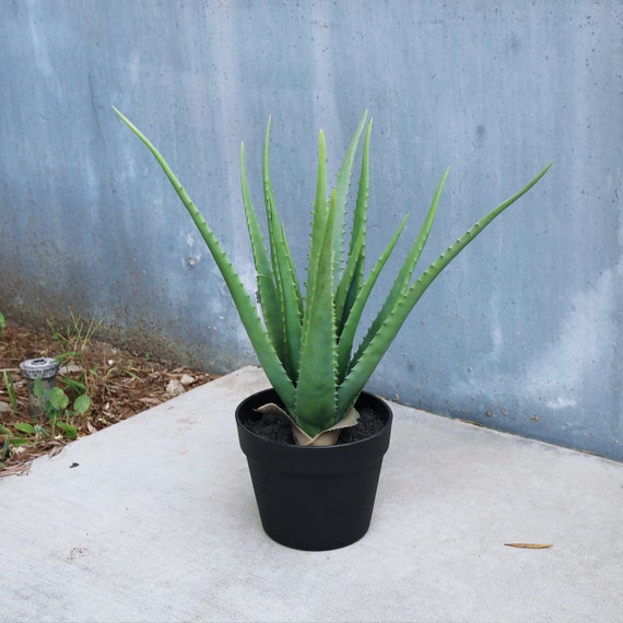 asiatic lily seed pods Lily Asiatic Forever Susan - 5 bulbs main image 0
