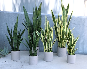 18in, 25in, 36in Artificial Sansevieria Snake Plant in Grey Pot | Faux Snake Plant | Realistic Fake Tree Silk Plant | Home Office Plant Pot