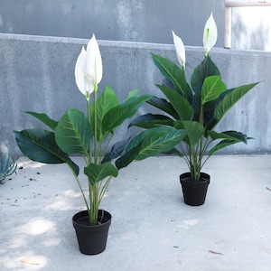 May include: Two potted peace lily plants with white flowers and dark green leaves. The plants are in black pots and are sitting on a gray concrete surface.