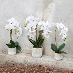 May include: Three white orchid plants in white ceramic pots. The orchids are in bloom with white flowers and green leaves.