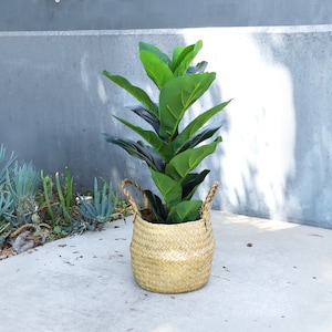 May include: A green leafy plant in a woven wicker basket with two handles. The basket is light brown and has a natural woven texture. The plant is sitting on a gray concrete surface.