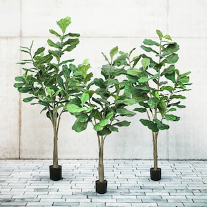 May include: Three artificial fiddle leaf fig trees with vibrant green leaves and brown trunks. Each tree is in a black pot. The trees are set against a light grey concrete wall and a grey brick floor.