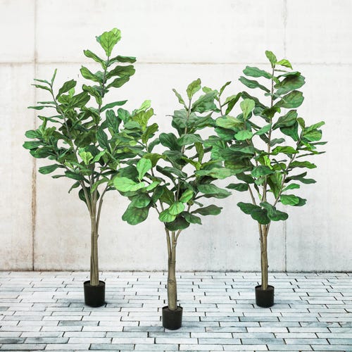 black lilies flower Buy Blackstone Lily Online | Asiatic Lilies
