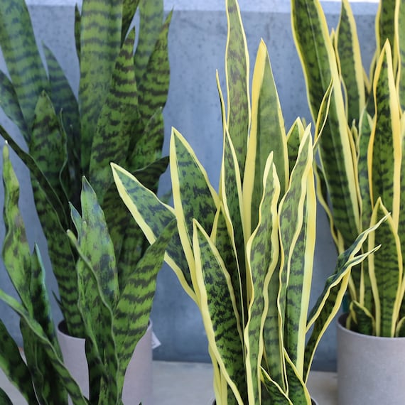 Angeles Home 3 ft. Green and Yellow Indoor Outdoor Decorative Artificial Snake Plant in Pot, Faux Fake Snake Plant