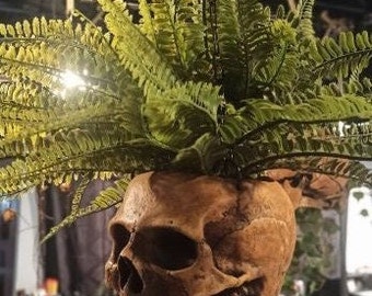 HUMAN SKULL as flower pot home decor gothic and industrial indoors