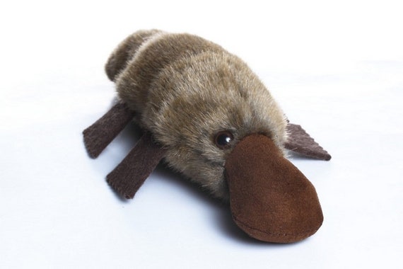platypus teddy
