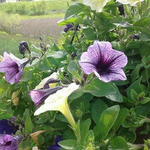 Purple Petaled Petunia