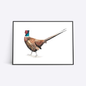 Digital pheasant print | Downloadable bird art | British birds | Watercolour birds | Painting