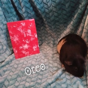 Guinea Pig Paintings - Ready to Ship!