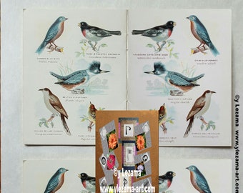 5-BIRDS OF AMERICA kaboodle, antique images for Tags, Cards, Journals, Paper Crafting, Collages, Art Wall, etc.