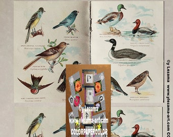 3-BIRDS OF AMERICA kaboodle, antique images for  Tags, Cards, Journals, Paper Crafting, Collages, Art Wall, etc.