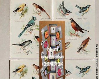 1-BIRDS OF AMERICA kaboodle, antique images for  Tags, Cards, Journals, Paper Crafting, Collages, Art Wall, etc.