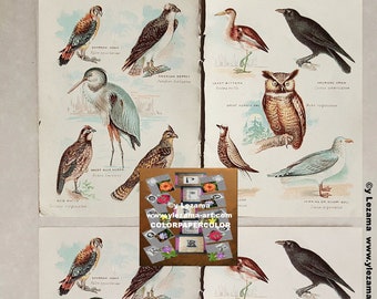 4-BIRDS OF AMERICA kaboodle, antique images for Tags, Cards, Journals, Paper Crafting, Collages, Art Wall, etc.