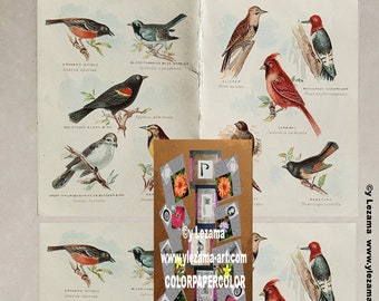 2-BIRDS OF AMERICA kaboodle, antique images for Tags, Cards, Journals, Paper Crafting, Collages, Art Wall, etc.