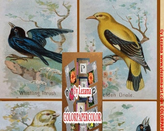8-SONG BIRDS kaboodle Digital Antique Images, for you to create Collages, Mixed Media, Wall Art, Journals, Tags, etc.