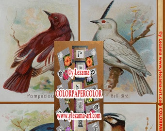 10-SONG BIRDS kaboodle Digital Antique Images, for you to create Collages, Mixed Media, Wall Art, Journals, Tags, etc.