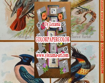 13-SONG BIRDS kaboodle Digital Antique Images, for you to create Collages, Mixed Media, Wall Art, Journals, Tags, etc.