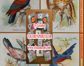 11-SONG BIRDS kaboodle Digital Antique Images, for you to create Collages, Mixed Media, Wall Art, Journals, Tags, etc.