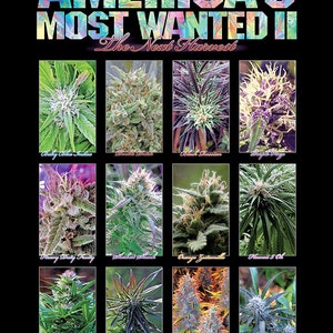 America's Most Wanted Sativa Botanical Marijuana Plant Poster 13x19