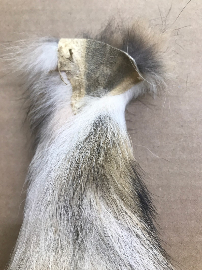 Natural Coyote tail keychain