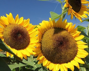 Summer Sunflower Photo Print