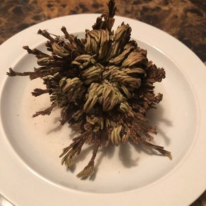 Resurrection Plant, Resurrection Flower, Rose of Jericho