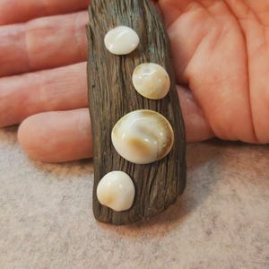 Puede incluir: Un colgante de madera a la deriva de color marrón oscuro con cuatro incrustaciones de conchas blancas y marrones. El colgante cuelga de una cadena de plata.